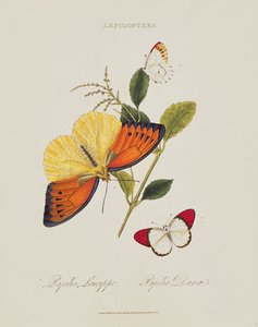 Motyle: Papilio Leucippe; Papilio Danae, wyd. przez artystę, 1800